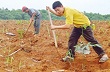 Thanh Hoá: Đẩy mạnh tiến độ trồng mới cao su vụ thu 2013 